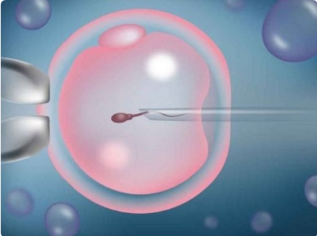 白蛋白可促进胚胎着床