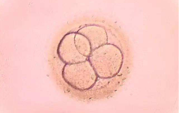 一级胚胎养囊成功率高