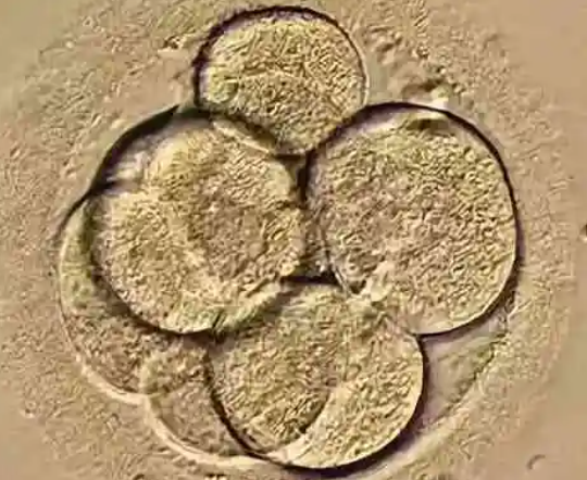 4bb囊胚是6天鲜胚养成