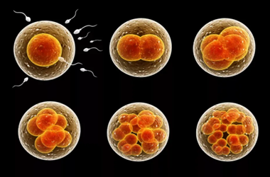 卵裂期胚胎是什么?试管婴儿无法卵裂的原因?