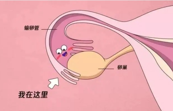 输卵管是精卵结合的重要场所