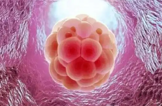 试管优先放一级胚胎