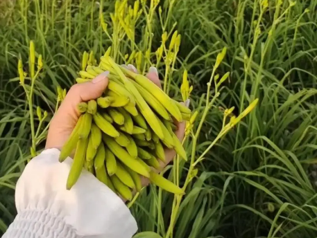 气血亏损者可以吃黄花菜