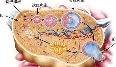 试管拮抗剂方案是什么意思?和长方案对比谁更省心省力