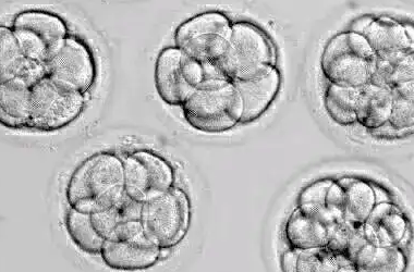 囊胚移植第六周胎停代表囊胚质量不好?