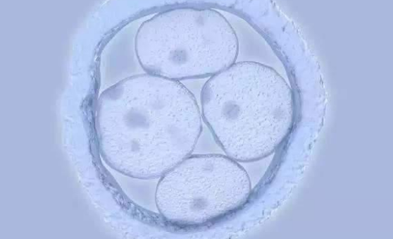 一级是指优质胚胎