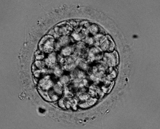 一级胚胎卵裂均匀