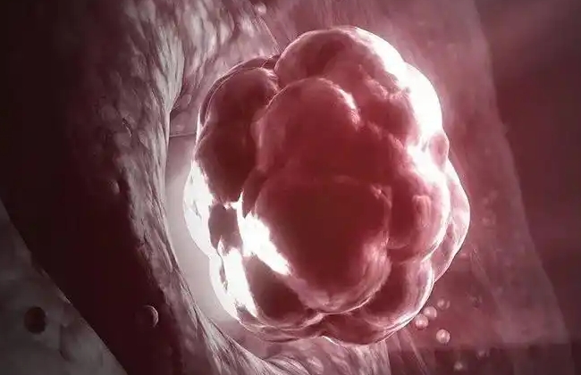 试管移植浅着床