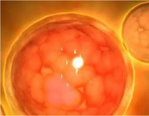 胚胎升级在试管过程中较常见