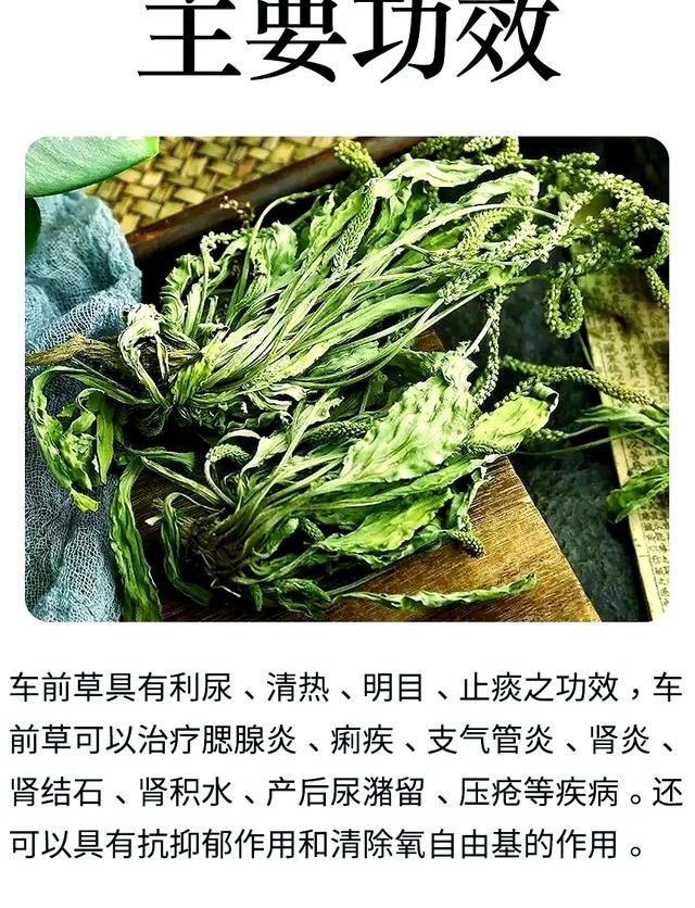 车前草的作用和功能主治纳入2025辅助生殖医保，做试管的人注意了
