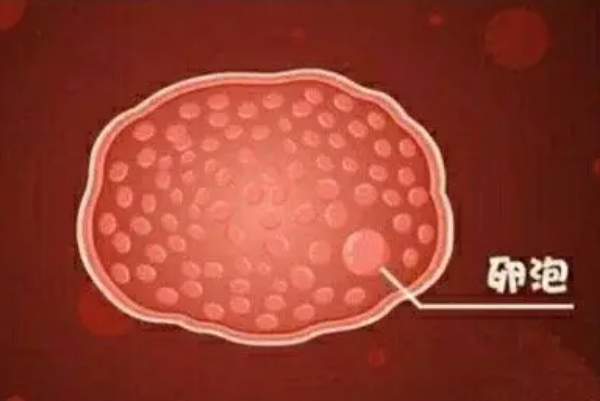 盘点试管促排期卵泡成熟后的身体反应，其中体温变化很大