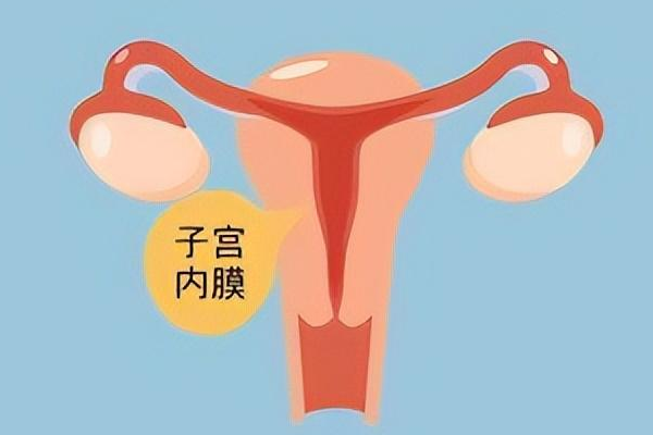 女人吃燕窝可以促进子宫内膜生长