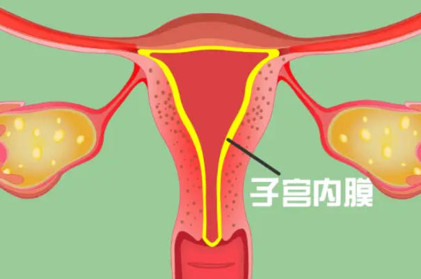 药物敏感性会影响内膜的发育