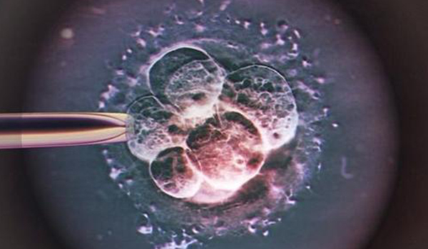 想用3CC囊胚移植可以吗