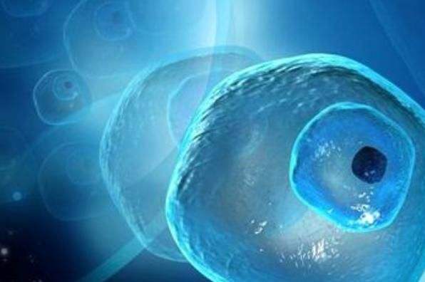 做试管婴儿移植鲜胚还是移植冻胚，哪一个移植成功率更高？