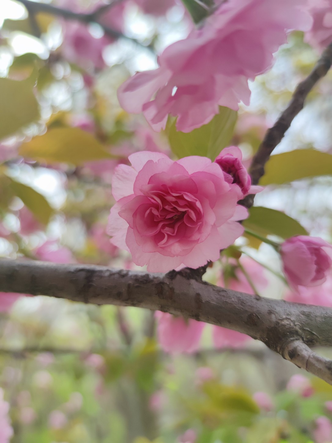 花蛤小龙虾头像