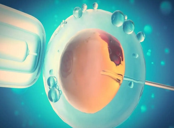 4AA囊胚有较高的发育潜能
