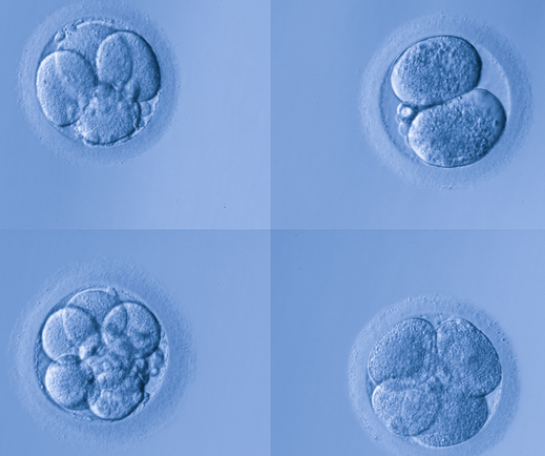 养成2个胚胎在临床是正常的