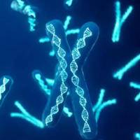 生男生女跟家族基因有关系吗?从直接决定机制上没有关系