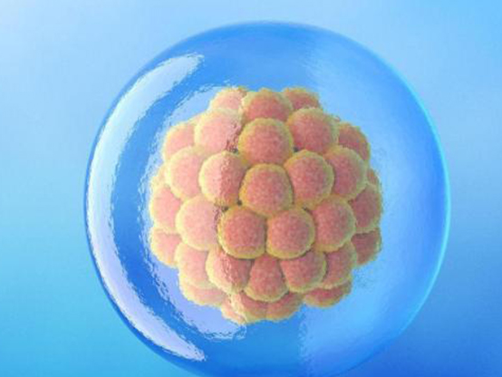 移植囊胚也可能发育成葡萄胎
