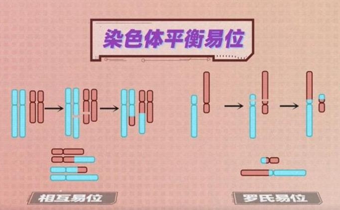 染色体平衡易位自怀