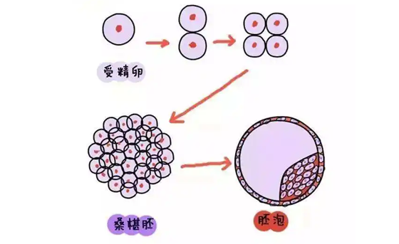 桑椹胚和囊胚有什么区别   试管桑椹胚和囊胚谁成功率高