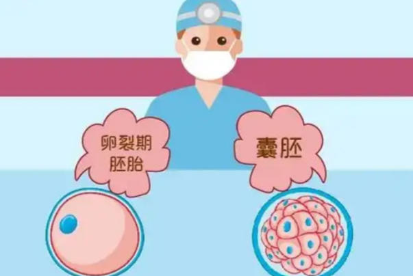 卵泡的质量会影响养囊的成功率