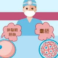 试管八个胚胎养囊成了7个：这个结果到底算好算坏