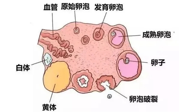 卵泡发育成熟的三个阶段