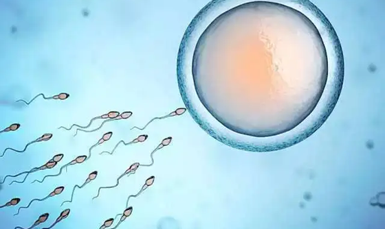 二代试管如何优化精子