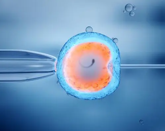 试管婴儿是体外培育胚胎