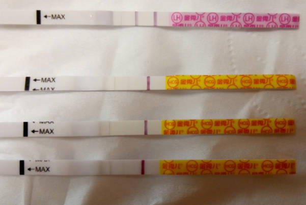 T窗口和C窗口都有颜色是怀孕