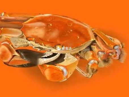 移植后吃了一口螃蟹,当晚肚子发紧发硬——试管移植忌口一览表真该早点看