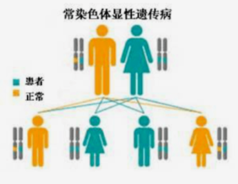 常染色体显性遗传病是什么，和显性遗传有什么不同