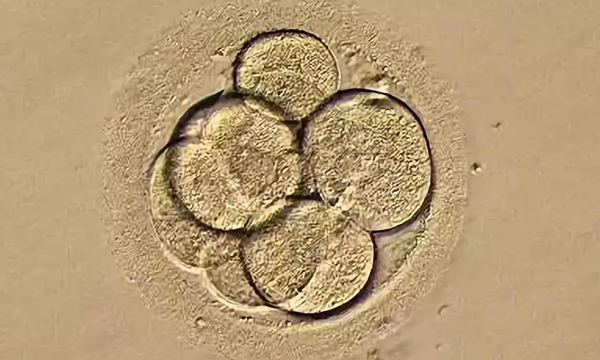 3BC和4BC的囊胚