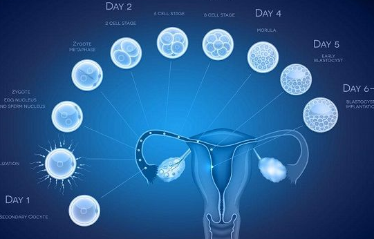 移植鲜胚的成功率会更高些吗？
