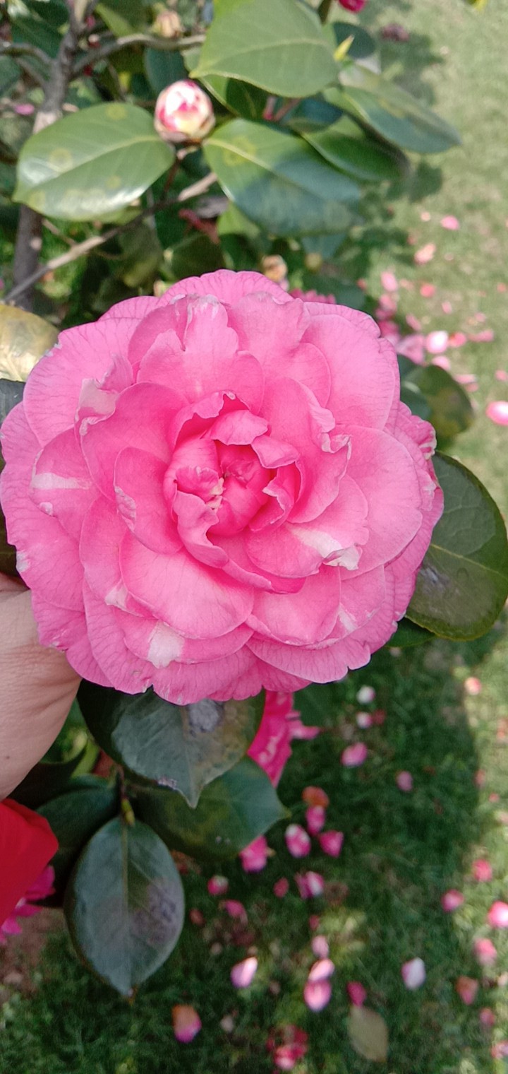 岁月静好头像