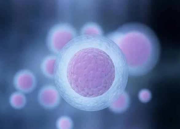 巧克力囊肿也有可能取优质卵子