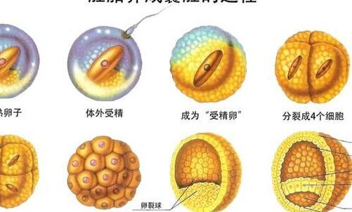 养囊胚不成功是不是卵泡质量差？别急着给卵子判死刑