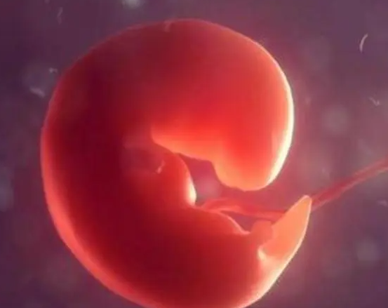 胚胎发育不良可能是遗传