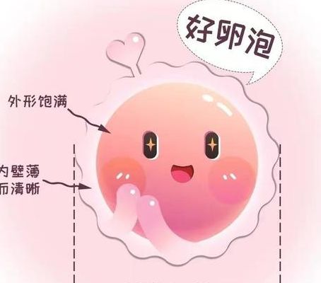 备孕期间怎么提高卵泡质量？生殖中心咨询师教你三步养出好卵泡
