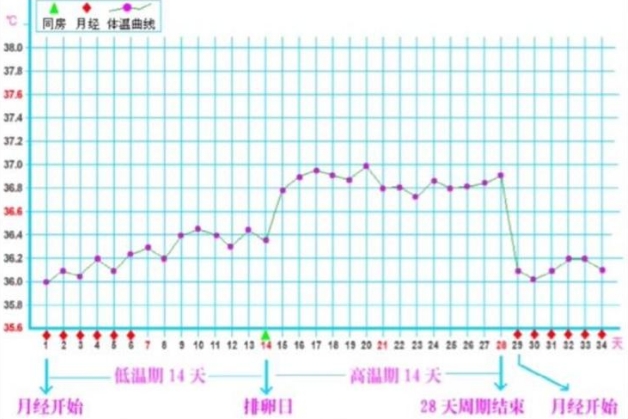 备孕前基础体温测排卵曲线图