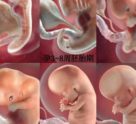 怀孕几个月可以做b超？排名靠前次建议6到8周