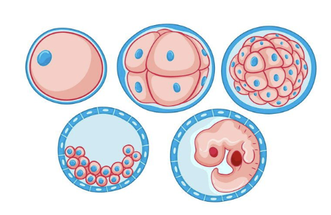 试管一二三级胚胎