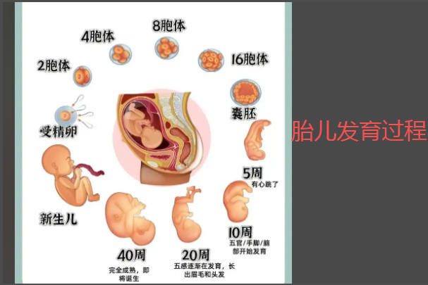 胚胎发育每个阶段都不一样