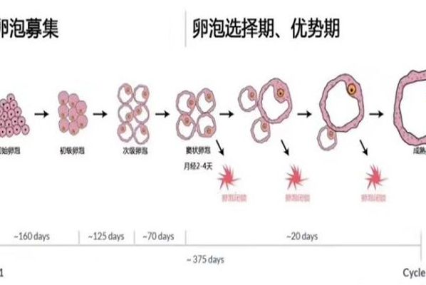 只有一个卵泡能做试管婴儿吗？34岁她的经历给出答案