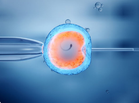 雌二醇可评估卵巢功能