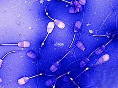 格鲁吉亚试管价格查询：多少钱？过来人梳理6笔费用明细
