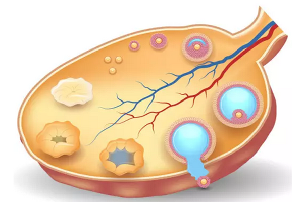 子宫小丶内膜薄能够做供卵试管
