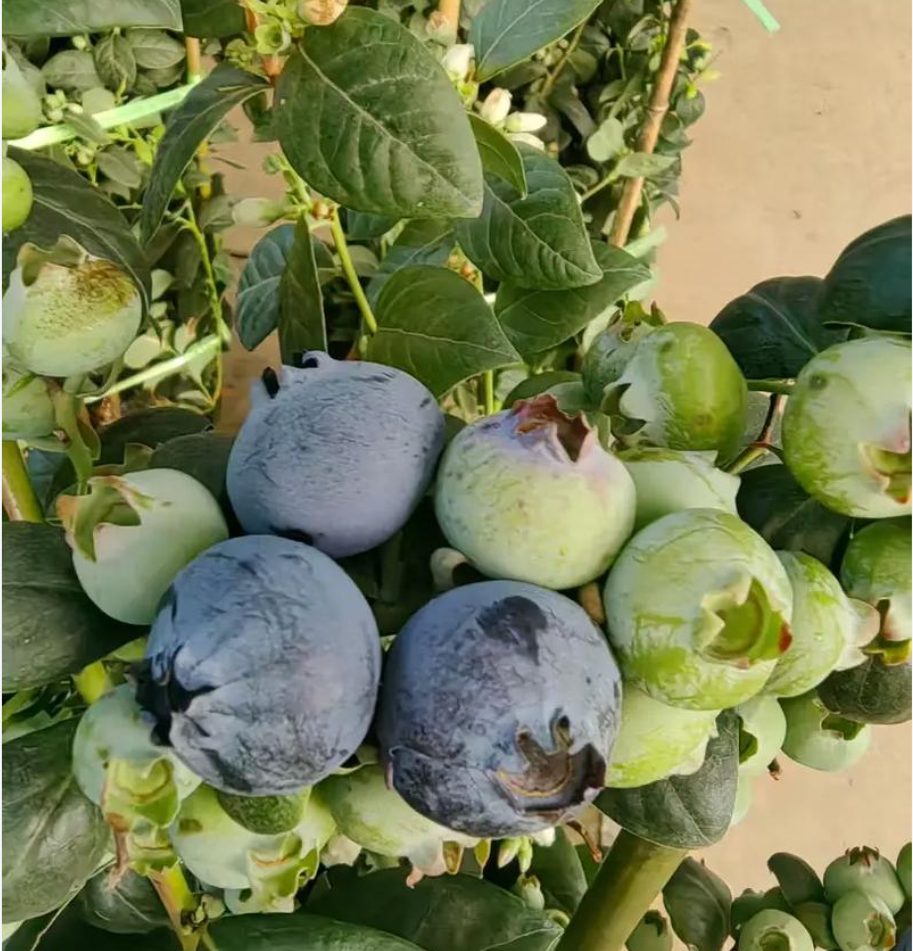 蓝莓事件给试管婴儿家庭的警示：别让“抗炎”毁了你的好孕路